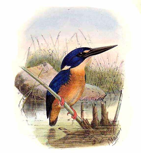 Azure Kingfisher