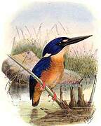 Azure Kingfisher