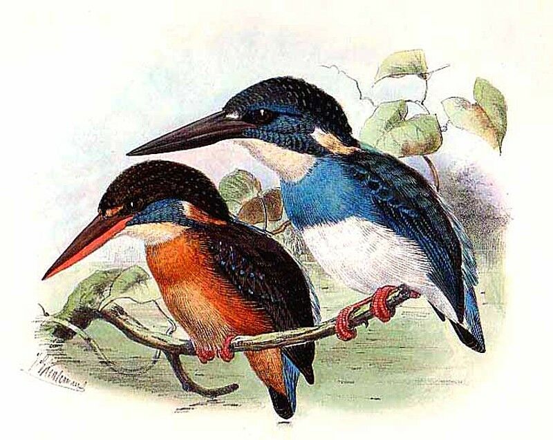 Blue-banded Kingfisher