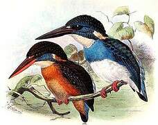 Javan Blue-banded Kingfisher