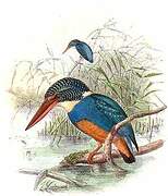 Indigo-banded Kingfisher