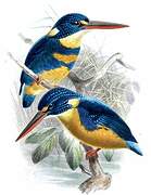 Indigo-banded Kingfisher