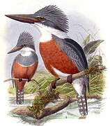 Ringed Kingfisher