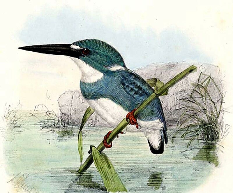 Cerulean Kingfisher