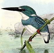 Cerulean Kingfisher