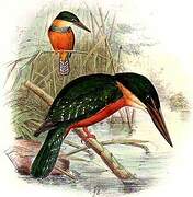 Green-and-rufous Kingfisher