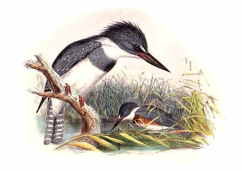 Belted Kingfisher