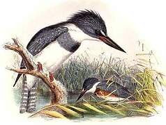 Belted Kingfisher