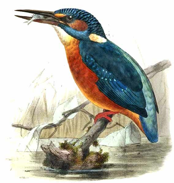 Common Kingfisher