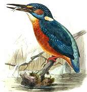 Common Kingfisher