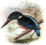 Blyth's Kingfisher