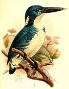 Bismarck Kingfisher