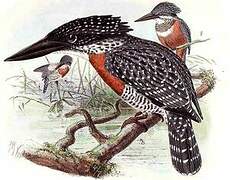 Giant Kingfisher