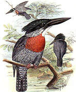 Giant Kingfisher