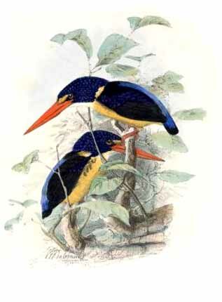 Moluccan Dwarf Kingfisher