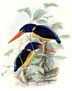 Moluccan Dwarf Kingfisher