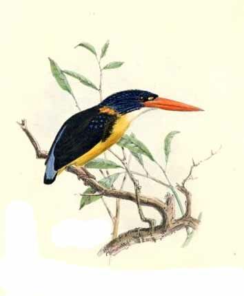 Moluccan Dwarf Kingfisher