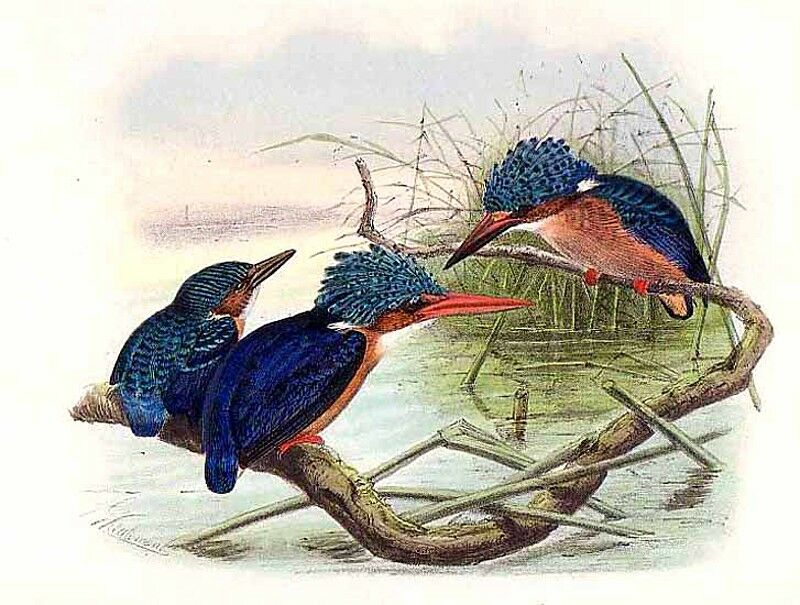 Malachite Kingfisher