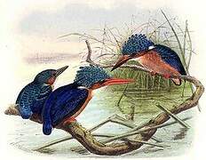 Malachite Kingfisher