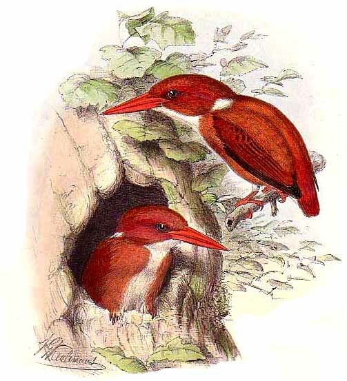 Madagascan Pygmy Kingfisher