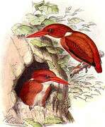 Madagascar Pygmy Kingfisher