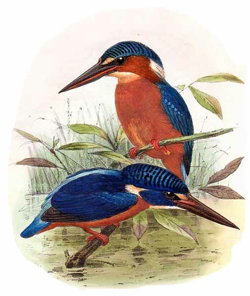 Blue-eared Kingfisher