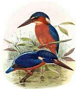 Blue-eared Kingfisher