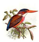 Sulawesi Dwarf Kingfisher