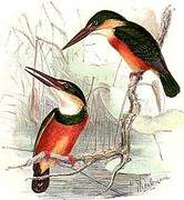 American Pygmy Kingfisher