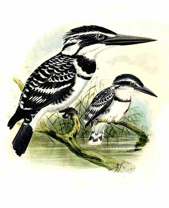 Pied Kingfisher