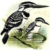 Pied Kingfisher