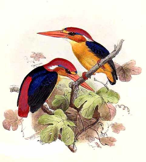 black-backed kingfisher