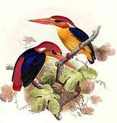 Black-backed Dwarf Kingfisher