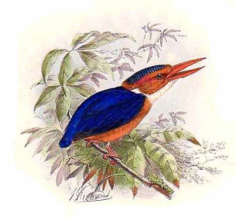 African Pygmy Kingfisher