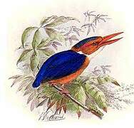 African Pygmy Kingfisher