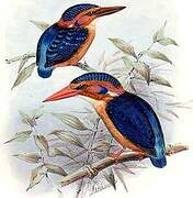 African Pygmy Kingfisher