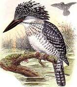 Crested Kingfisher