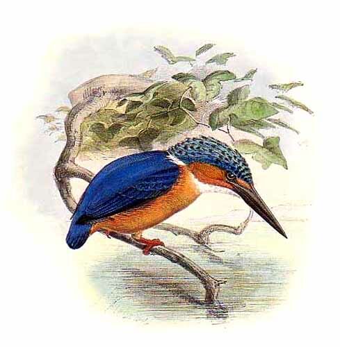 Malagasy Kingfisher