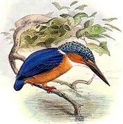 Malagasy Kingfisher