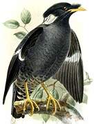 Collared Myna