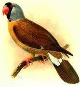 Mascarene Parrot