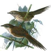 New Zealand Fernbird