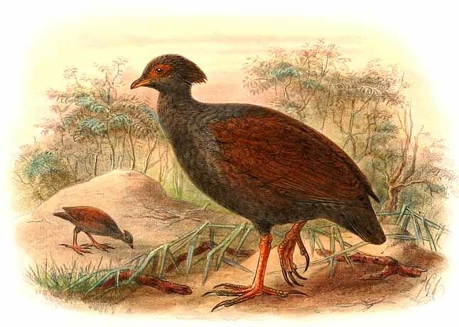 Orange-footed Scrubfowl