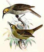 Kadavu Honeyeater