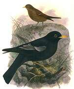 Grey-winged Blackbird