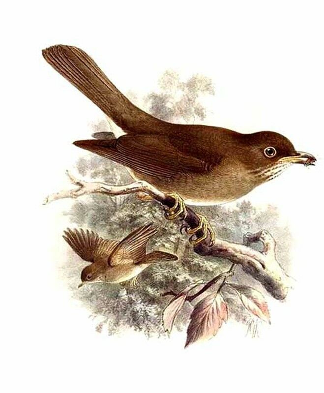 Black-billed Thrush