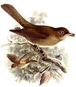 Black-billed Thrush