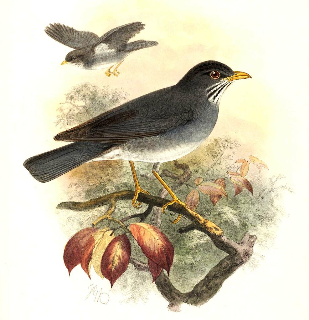 Eastern Slaty Thrush