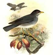 Eastern Slaty Thrush