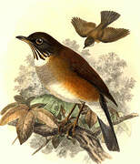 White-necked Thrush